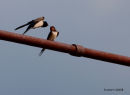 Swallow
