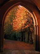 Autumns tree