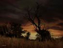 Tree at sunset