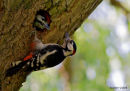 Woodpecker and young