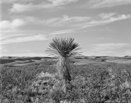 Cactus, Sacramento Mountains NM