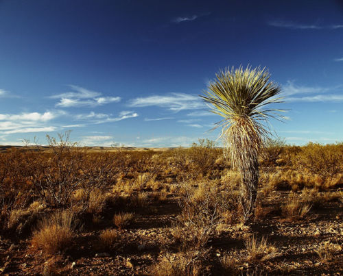 Cactus Sacramento Mountains (Colour)