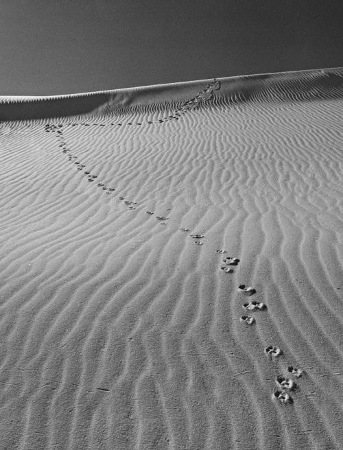 Tracks