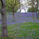 Bluebell wood