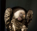 Vulture