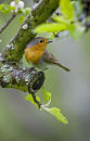 I'M SHY - WINNER OF 2009-10 DIGITAL IMAGE COMPETITION 2