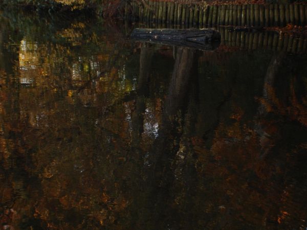 Log