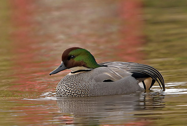 FALCATED TEAL - WINNER OF THE 2009-10 PDI OF THE YEAR