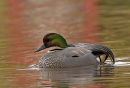 FALCATED TEAL - WINNER OF THE 2009-10 PDI OF THE YEAR