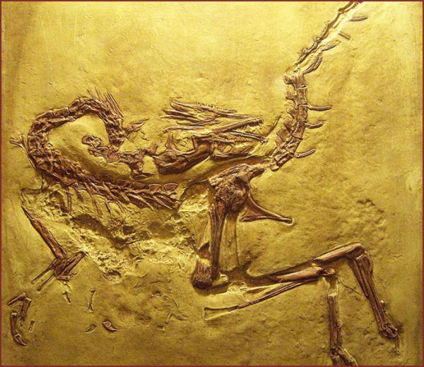 Fossil