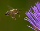 2010-11 DPI 1 ADVANCED WINNER - HONEY BEE ON ARTICHOKE FLOWER