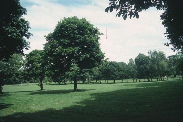 Urban Landscape - 5