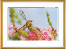 Yellow insect