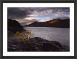 Lone tree.