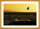Curlew 