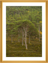 Caledonian Forest.