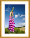 Foxglove.