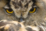 Eyes of an Eagle Owl