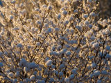 Snowball bush