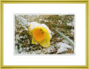 An Easter Daffodil.