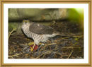 Sparrowhawk.