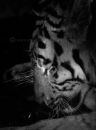 Crying Tiger