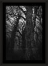 Walk in the woods.