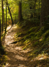 Walk in the woods
