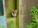 Least Weasel2 (Mustela nivalis)