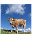 The Cow