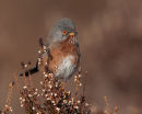 Dartford Warbler