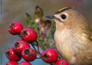 Goldcrest