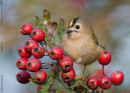 Goldcrest