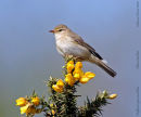 Willow Warbler