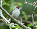 Female Blackcap