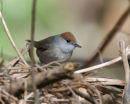 Female Blackcap