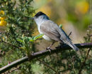 Male Blackcap