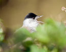 Male Blackcap