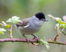 Male Blackcap