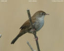 Cetti's warbler