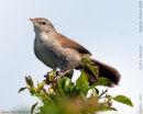 Cetti's Warbler