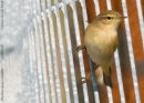 Chiffchaff