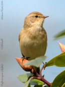 Chiffchaff