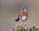 Dartford Warbler