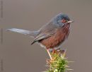 Dartford Warbler