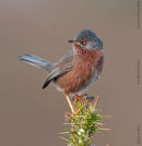 Dartford Warbler