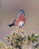 Dartford Warbler