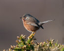 Dartford Warbler