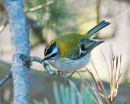 Firecrest