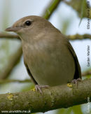 Garden Warbler